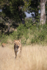 Afrikanischer Löwe / African lion / Panthera leo.