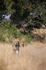 Afrikanischer Löwe / African lion / Panthera leo.