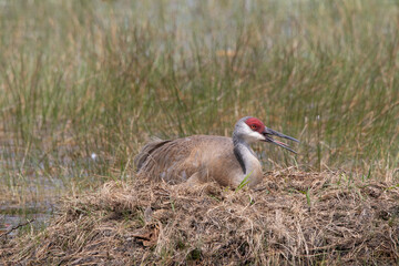 A sandhill crane sitting on its nest with its beak open