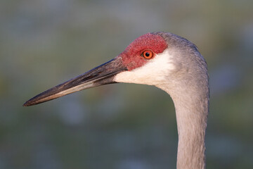 A side profile of a sandhill crane's head close-up