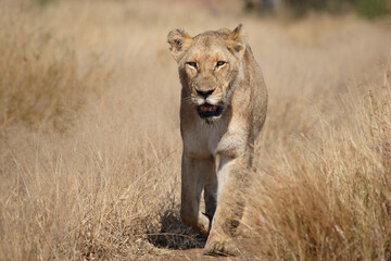 Afrikanischer Löwe / African lion / Panthera leo.