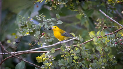 A prothonotary warbler eating a berry in a bush
