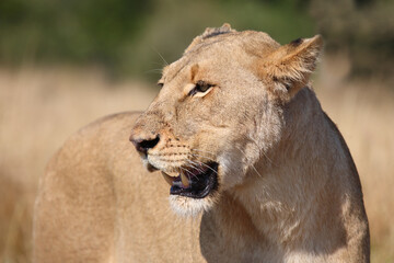 Afrikanischer Löwe / African lion / Panthera leo.
