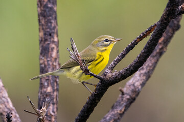 A prairie warbler perched on a tree