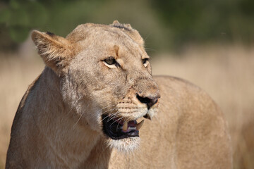 Afrikanischer Löwe / African lion / Panthera leo.