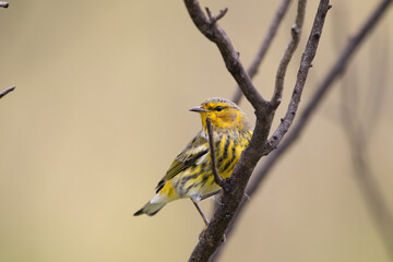 A male cape may warbler perched in a tree