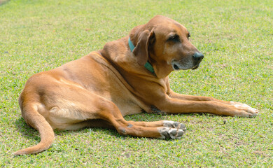 Portrait of beautiful dog on the lawn of the farm. Colombia. 