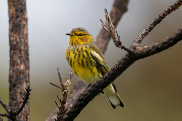 A male cape may warbler standing on a branch