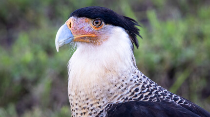 A close-up of a crested caracara