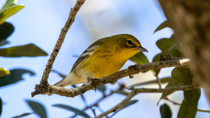 Fototapeta premium A Pine warbler perched on a branch