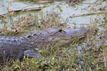 A Florida Alligator at the Wetlands