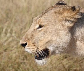 Afrikanischer Löwe / African lion / Panthera leo.