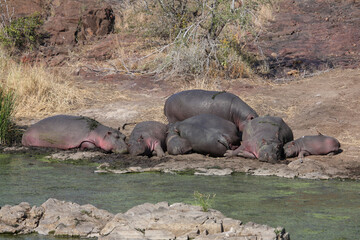 Flußpferd / Hippopotamus / Hippopotamus amphibius.