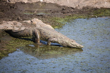 Nilkrokodil / Nile crocodile / Crocodylus niloticus