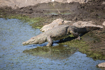 Nilkrokodil / Nile crocodile / Crocodylus niloticus