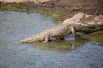 Nilkrokodil / Nile crocodile / Crocodylus niloticus