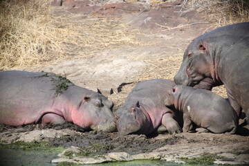 Flußpferd / Hippopotamus / Hippopotamus amphibius.