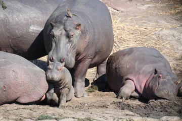 Flußpferd und Rotschnabel-Madenhacker / Hippopotamus and Red-billed oxpecker / Hippopotamus...