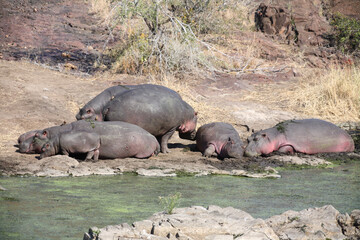 Flußpferd / Hippopotamus / Hippopotamus amphibius.