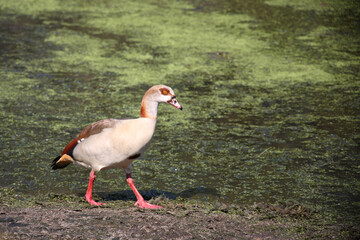 Nilgans / Egyptian goose / Alopochen aegyptiacus
