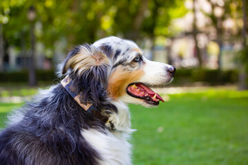 Australian shepherd dog is lying relaxing on a green grass lawn in city park at hot summer day. Long-haired white dog with dark grey brown spots and blue eyes lying on a green grass. Resting canine.
