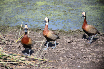 Witwenpfeifgans / White-faced duck / Dendrocygna viduata.