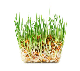 Fresh wheatgrass on white background