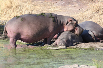 Flußpferd / Hippopotamus / Hippopotamus amphibius