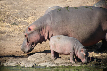 Flußpferd / Hippopotamus / Hippopotamus amphibius.