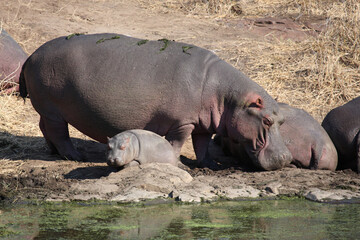 Flußpferd / Hippopotamus / Hippopotamus amphibius.