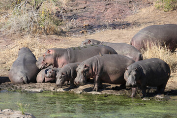 Flußpferd am Sweni River / Hippopotamus at Sweni River / Hippopotamus amphibius.