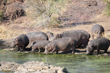 Flußpferd am Sweni River / Hippopotamus at Sweni River / Hippopotamus amphibius.