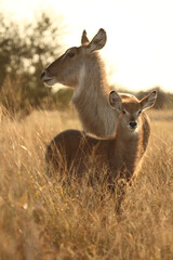 Wasserbock / Waterbuck / Kobus ellipsiprymnus..
