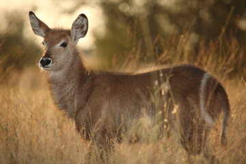 Wasserbock / Waterbuck / Kobus ellipsiprymnus..