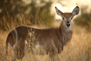 Wasserbock / Waterbuck / Kobus ellipsiprymnus..