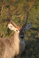 Wasserbock / Waterbuck / Kobus ellipsiprymnus