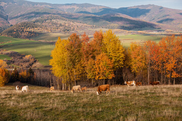 Autumn Scenery of Meadows in Rural Village Polomka, Slovakia