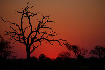 Sonnenuntergang - Krüger Park - Südafrika / Sundown - Kruger Park - South Africa /