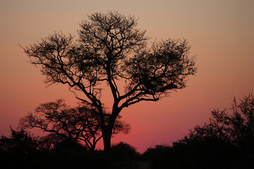 Fototapeta na wymiar Sonnenuntergang - Krüger Park - Südafrika / Sundown - Kruger Park - South Africa /