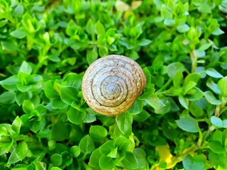 snail on leaf