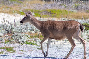 California Deer