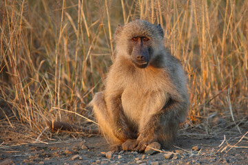 Bärenpavian / Chacma baboon / Papio ursinus