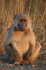 Bärenpavian / Chacma baboon / Papio ursinus