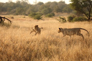 Afrikanischer Löwe / African lion / Panthera leo..