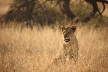 Afrikanischer Löwe / African lion / Panthera leo.