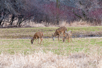 Naklejka na ściany i meble Doe White-tailed Deer And Fawns In The Field In Spring