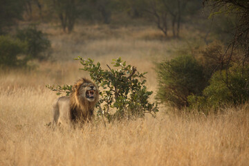 Afrikanischer Löwe / African lion / Panthera leo...