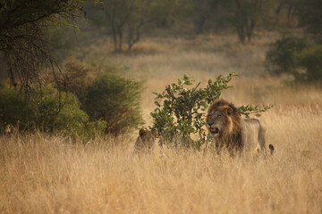 Afrikanischer Löwe / African lion / Panthera leo.