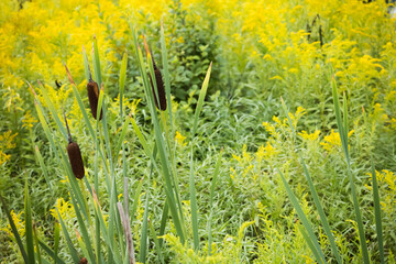 Golden Rod and Cat tails