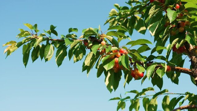 Branch of cherries tree with bountiful harvest at top of tree against blue sky on sunny day, nobody. Fly is maxed out, sitting motionless on green leaf, static shot.